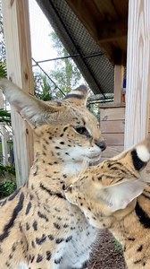 1.4K views · 718 reactions | Although servals in the wild are...