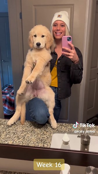 Zara the Golden Retriever Puppy: Growing Up Fast!