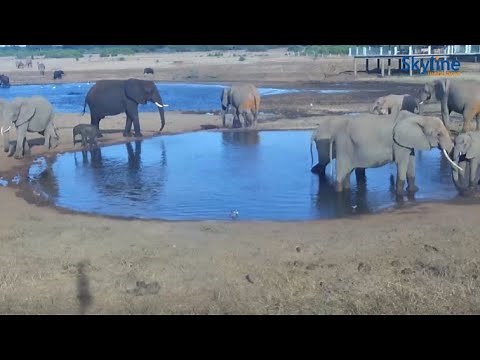 🔴 Recorded live footage from Kenya - Voi Wildlife Lodge | SkylineWebcams