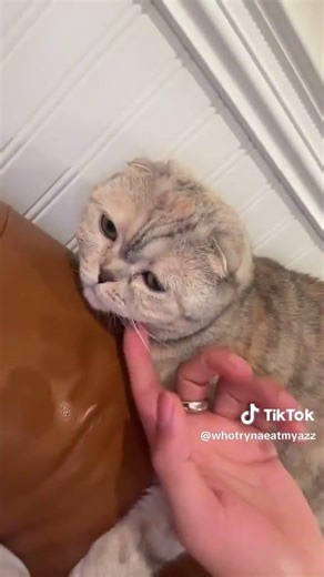 TIKTOK: Larray Shows C00chie, His Cat