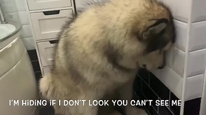 9.4K views · 967 reactions | Giant sulking malamute refuses bath time! | Life with malamutes | Facebook