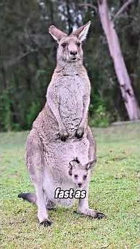 Kangaroo Pouch Biology And Development Explained #animals #wildlife #kangaroo #shorts