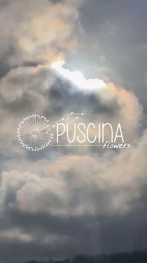 #flowers #ourstory #puscinaflowers #flowerfarm #localflowers #giardinotoscana | Puscina Flowers
