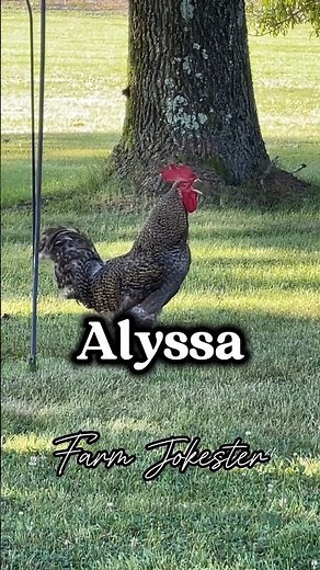 Alyssa! Come get your 🐓 #rooster #chickens #funnyanimals #farmjokester #nameyellingchicken #alyssa