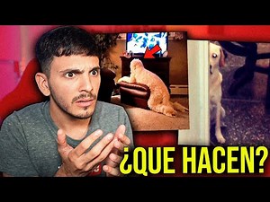 The disturbing case of dogs who act like humans