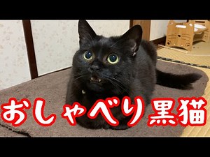 【可愛い】おしゃべりが止まらない黒猫が可愛い！【猫動画】