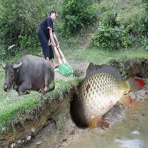 74K views · 1.5K reactions | Primitive Life - Primitive Fishing Find Catfish in Secret Hole Dry For Survival - Unique Fishing Credit: Wild Survival Daily #WildSurvivalDaily #SurvivalSkills #PrimitiveSkills #primitivefoodhd | Animals Daily Life | Facebook