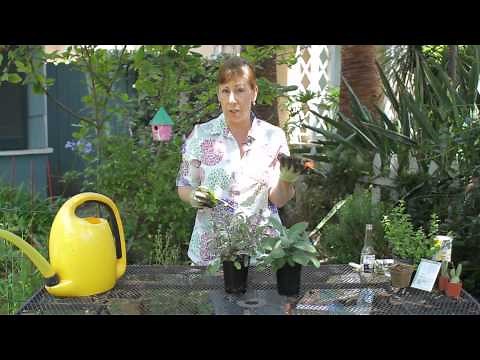 How to Cut Fresh Sage : Garden Space