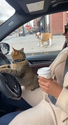 Cat Pranks Sleeping Dog with Car Horn! 😂