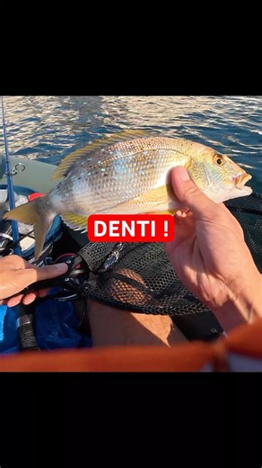 🎣 Denti en kayak au leurre ! 💥 #pêche #fishing #pêchedubord #fish #mediterranee