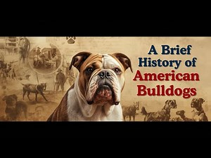 American Bulldogs | A Brief History