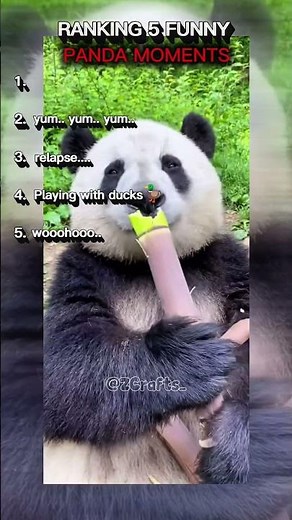 🐼😂 TOP 5 FUNNIEST PANDA MOMENTS EVER (You WON’T Believe #3)