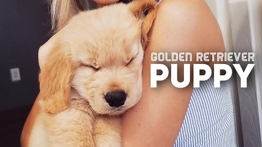 8.9M views · 192K reactions | Golden Retriever Puppy Compilation #TinyTuckerTuesday | Tucker Budzyn | Facebook
