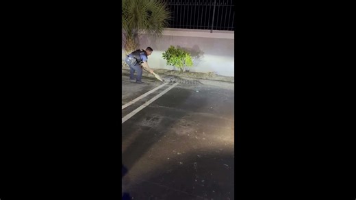 Police catch alligator strolling through neighbourhood in Florida
