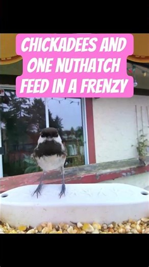 Chickadees (& a Nuthatch) Feed in a Frenzy at the Bird Feeder #birdfeeder #birdwatching #birds #cute