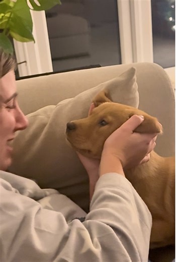 Cuddly Moments with Fox Red Lab Puppy and Best Friend