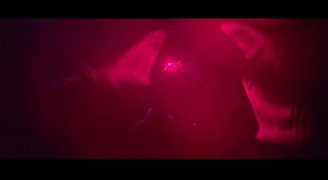 39K views · 996 reactions | They never stop hunting you. #47MetersDown starring Mandy Moore and Claire Holt opens June 16 #Sharkbait | 47 Meters Down | Facebook