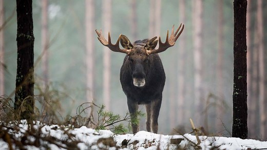 The Top 4 Best Places to See Moose in Maine
