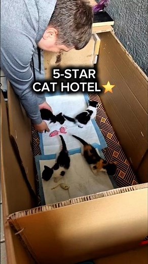 From box to mansion! 📦➡️🏰 Finally a real home! 🏠🐾