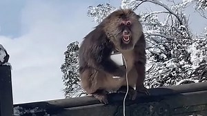 Mischievous monkey steals power bank and phone from tourist in China