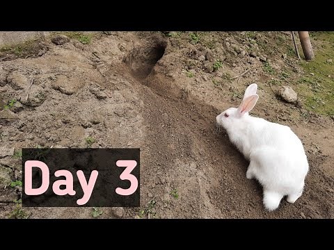 Rabbit Digging Hole | Rabbit Making Home for Babies | Khargosh Apna Ghar Kaise Banate Hain