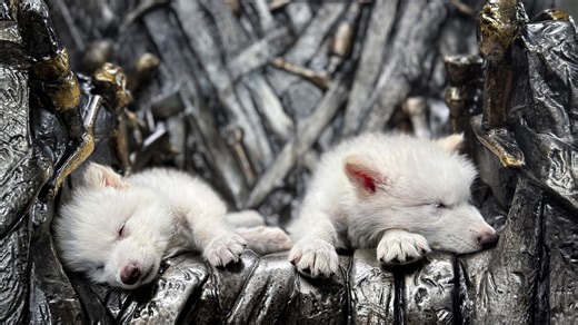 Meet the genetically engineered dire wolves, Romulus, Remus and Khaleesi. Find out more.