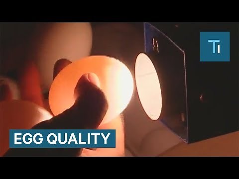 The Difference Between Grade AA, A, And B Eggs