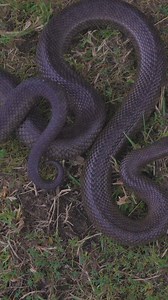⚡ Mole Snake Strike in Action! 🐍💥 Watch as this pitch-black Mole Snake (Pseudaspis cana) strikes with incredible precision! Known for its fast, defensive behavior, the Mole Snake uses its strike as a quick means of protection, despite being non-venomous. 🔹 Key Features of the Mole Snake: ✅ Shiny-black coloration, making it easily recognizable ✅ Uses its strike to intimidate predators and defend itself ✅ Primarily feeds on burrowing animals like rodents and frogs This strike showcases just how