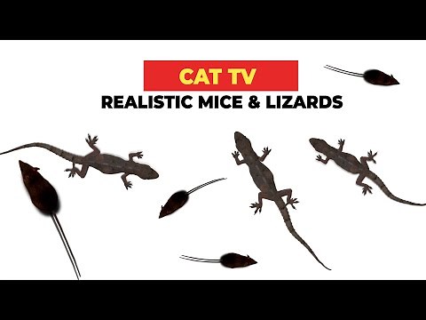 REALISTIC CAT GAME FOR CATS 🐈 Realistic Mice and Lizards for Cats to Watch