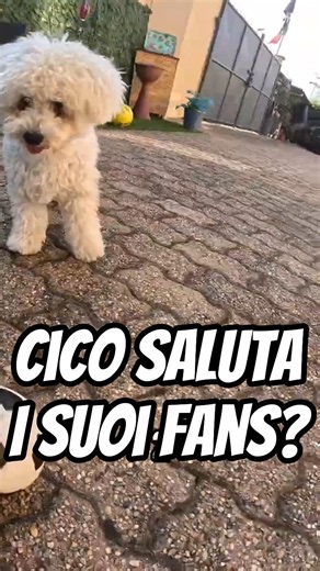 CICO greets two FANS at the end of the video?🐶 #cico #funny #dog #soccer #funnydogs