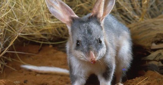 It’s all about the bilby | The Nature Conservancy Australia