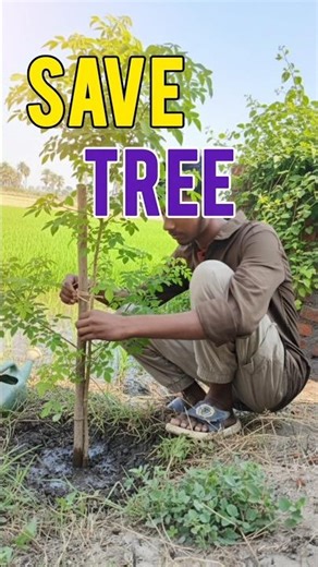 save tree 🥹🥹 #minivlog #vlogger