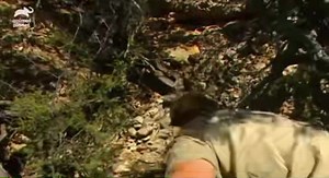 Steve Irwin encounters western diamondback rattlesnakes. | Critters Of The World & Southern Outdoor Education