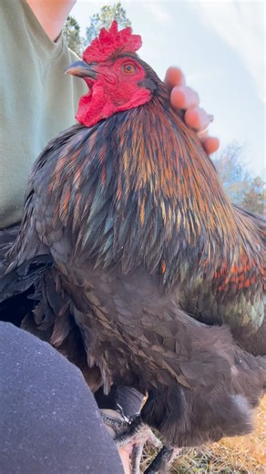 Honey Baby pouting because Momo is in his spot 😂 | Bonitto Farmstead