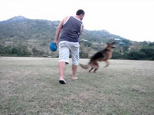 German Shepherd Frisbee Tricks