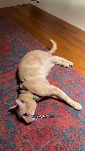 how to harness train your cat