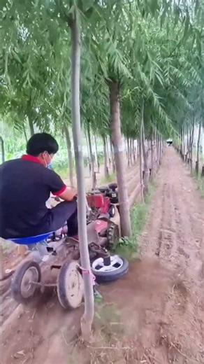 Orchard Magic: How To Cut Grass Right At The Root Without Hitting The Tree 🌲
