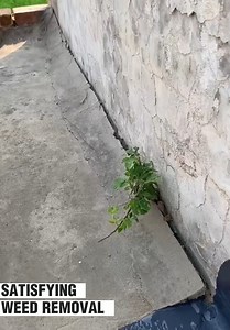 This weed removal is so satisfying! | Viral Stories