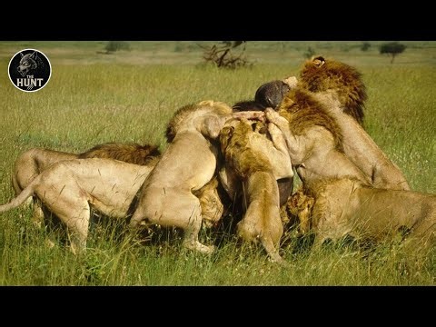 Savannah’s Fiercest Lion Hunts Ever Filmed | Animal Documentary