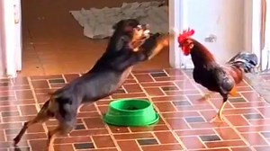 Dog vs. rooster: Animal food fight in Brazil
