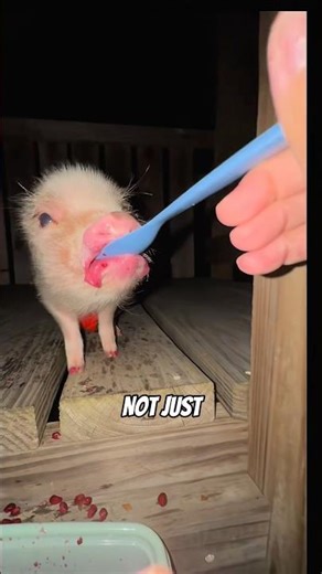 5 Shocking facts about mini pigs you didn’t know
