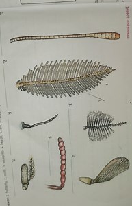 The image displays various types of insect antennae. The questi... | Filo