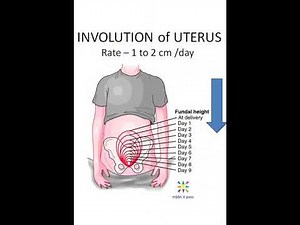 Obstetrics Involution define rate Uterus