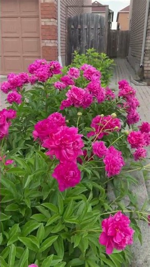 Summer Season Starts In Toronto Canada | Flowers Garden Toronto | ROSE FLOWERS GARDEN