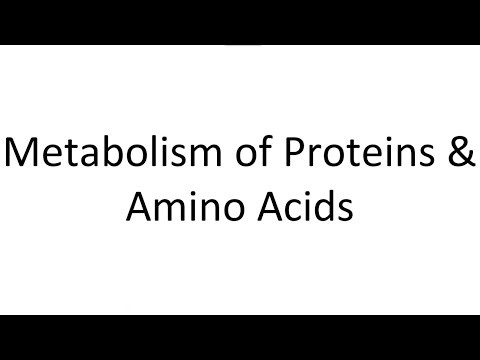 Biochemistry Lecture 5 (Metabolism of Amino Acids) شرح الملزمة الخامسة