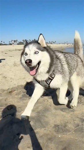 Husky proves them wrong 🥹👌
