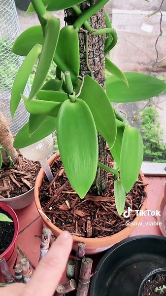 Growing Vanilla Beans *Update* #2024 #Vanilla #VanillaBeans #Gardening #containergardening #GrowFood #VanillaPlanifolia #southFlorida #Zone10B #Fyp #Viral #Garden #Plants #Orchid