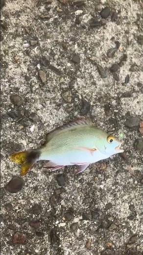 サビキ仕掛けに、ヒメフエダイ仔魚がヒットしました。大きくなる魚ではありません、可愛さと綺麗さ長るので、水槽で成魚になる迄飼育します。#shorts