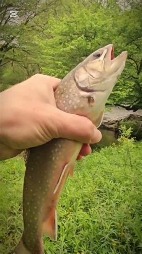How to catch fish and cook for camping #camppin #how #fishing #fish #shorts #viral #foryou