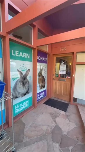 Cub Consulting Berkeley 🐾 on Instagram: "Check out House Rabbit Society and foster or adopt!"